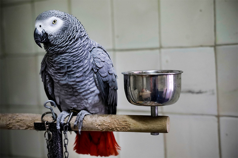 Chico, Amália Rodrigues’s parrot, sitting in the kitchen of her Lisbon home